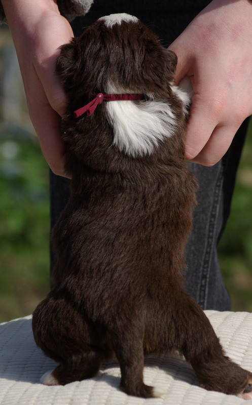 Valérie Zanasi - Chiots disponibles - Berger Américain Miniature 