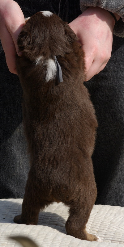 Valérie Zanasi - Chiots disponibles - Berger Américain Miniature 