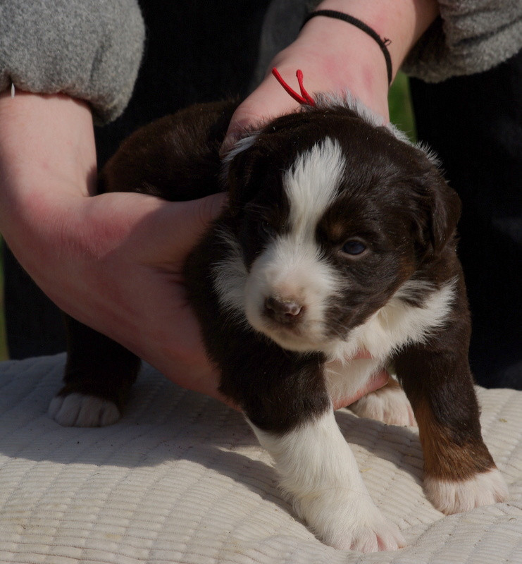 Valérie Zanasi - Chiots disponibles - Berger Américain Miniature 
