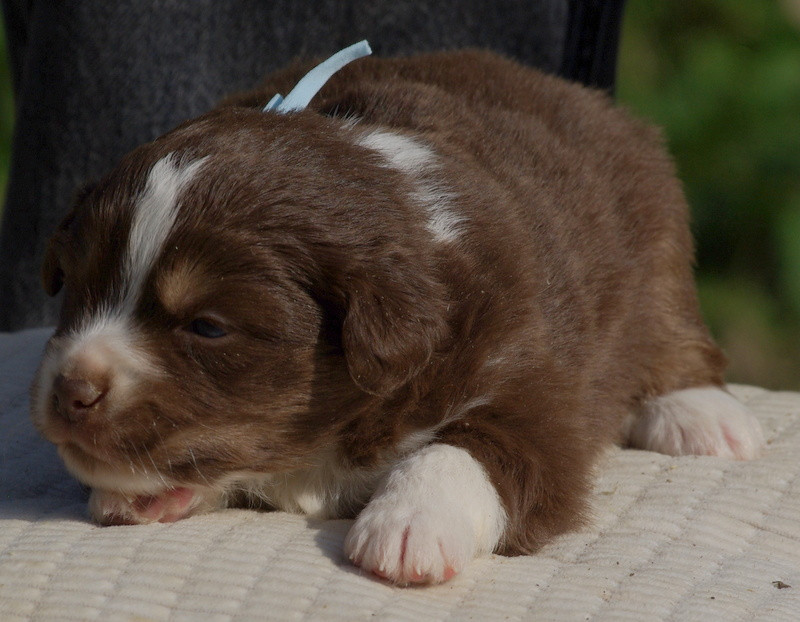 Valérie Zanasi - Chiots disponibles - Berger Américain Miniature 