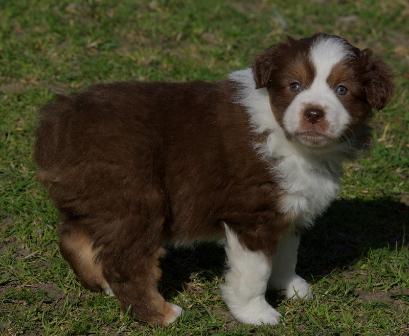 Valérie Zanasi - Chiots disponibles - Berger Américain Miniature 