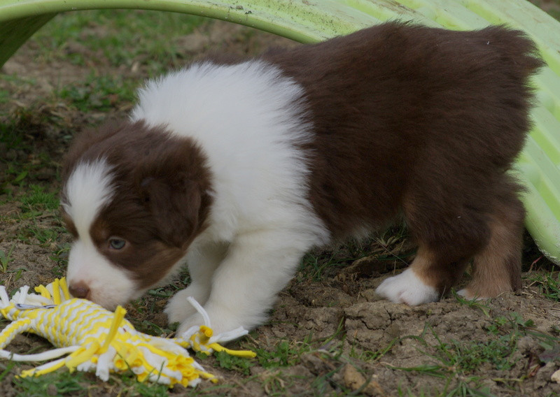 Valérie Zanasi - Chiots disponibles - Berger Américain Miniature 