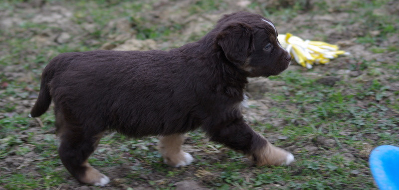 Valérie Zanasi - Chiots disponibles - Berger Américain Miniature 