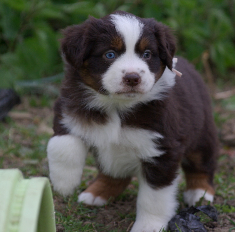 Valérie Zanasi - Chiots disponibles - Berger Américain Miniature 