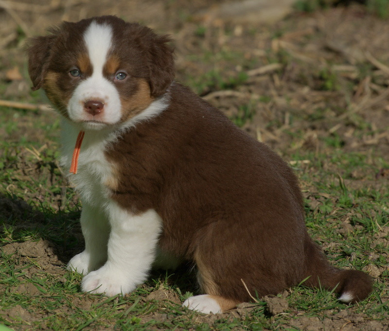 Valérie Zanasi - Chiots disponibles - Berger Américain Miniature 