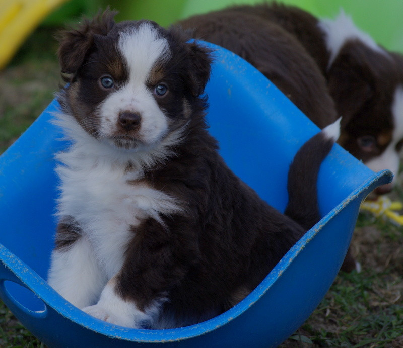 Valérie Zanasi - Chiots disponibles - Berger Américain Miniature 