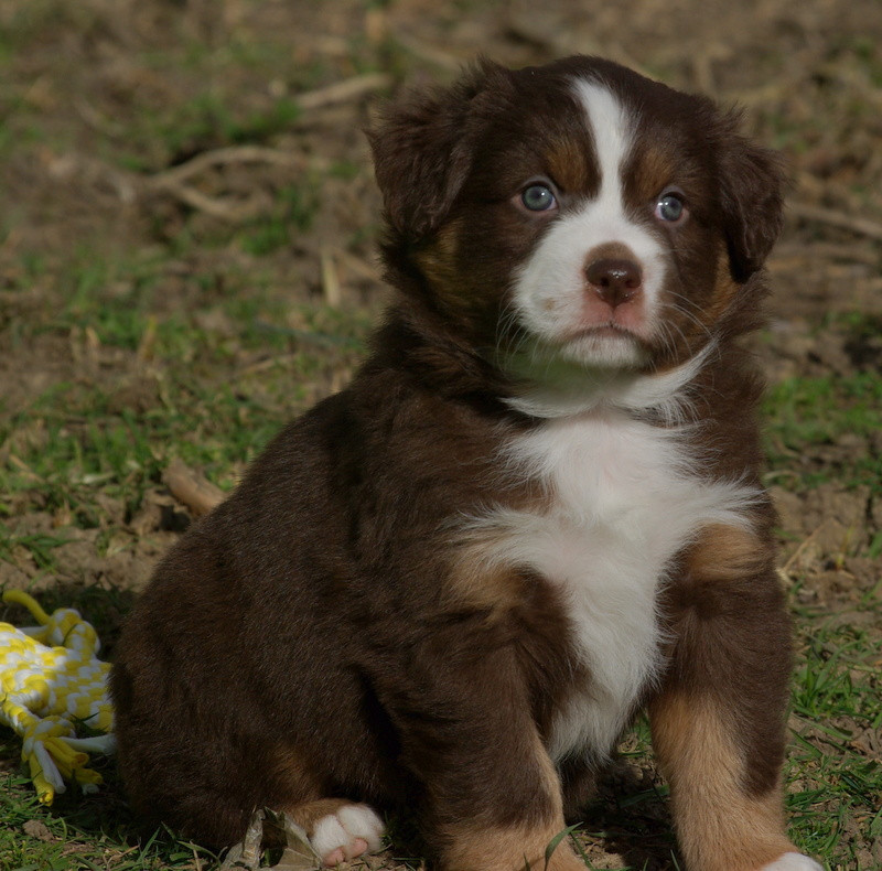 Valérie Zanasi - Chiots disponibles - Berger Américain Miniature 