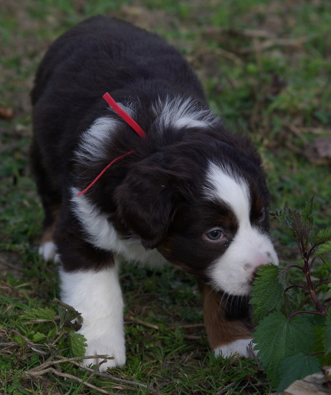 Valérie Zanasi - Chiots disponibles - Berger Américain Miniature 