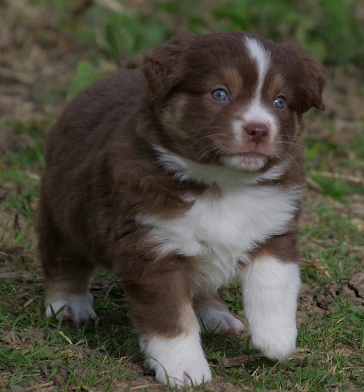 Valérie Zanasi - Chiots disponibles - Berger Américain Miniature 