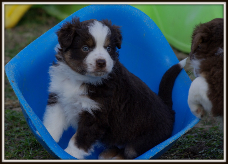 Valérie Zanasi - Berger Américain Miniature  - Portée née le 13/02/2026