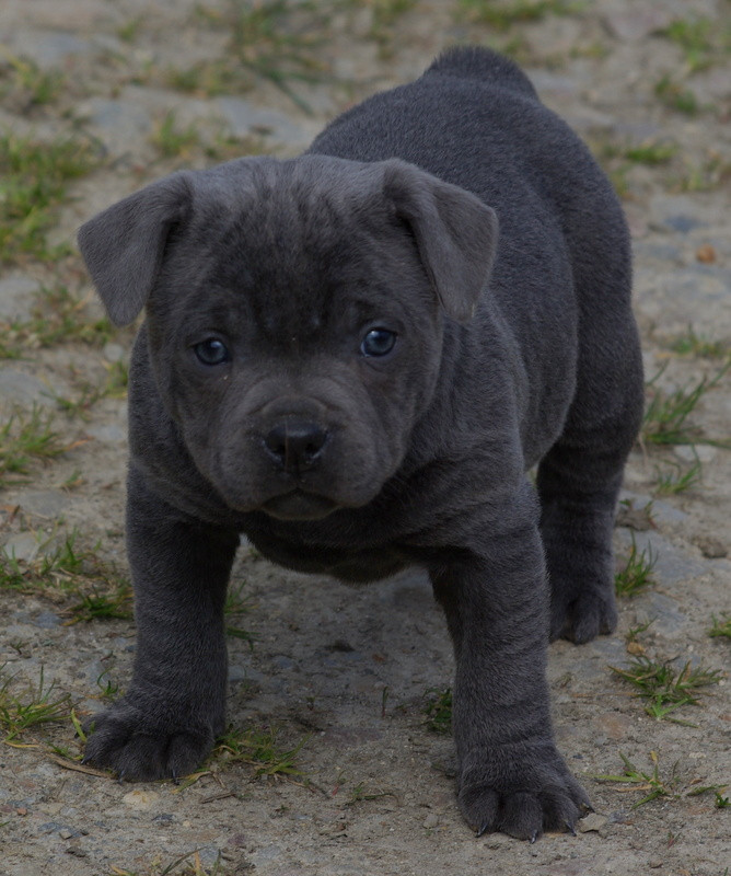 Chiot Staffordshire Bull Terrier Valérie Zanasi