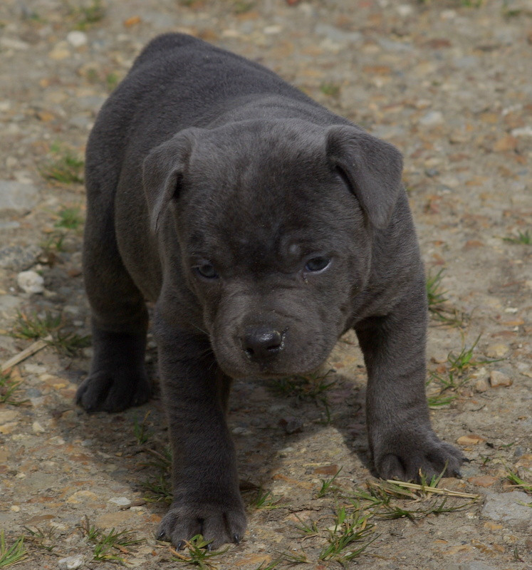 Valérie Zanasi - Chiots disponibles - Staffordshire Bull Terrier