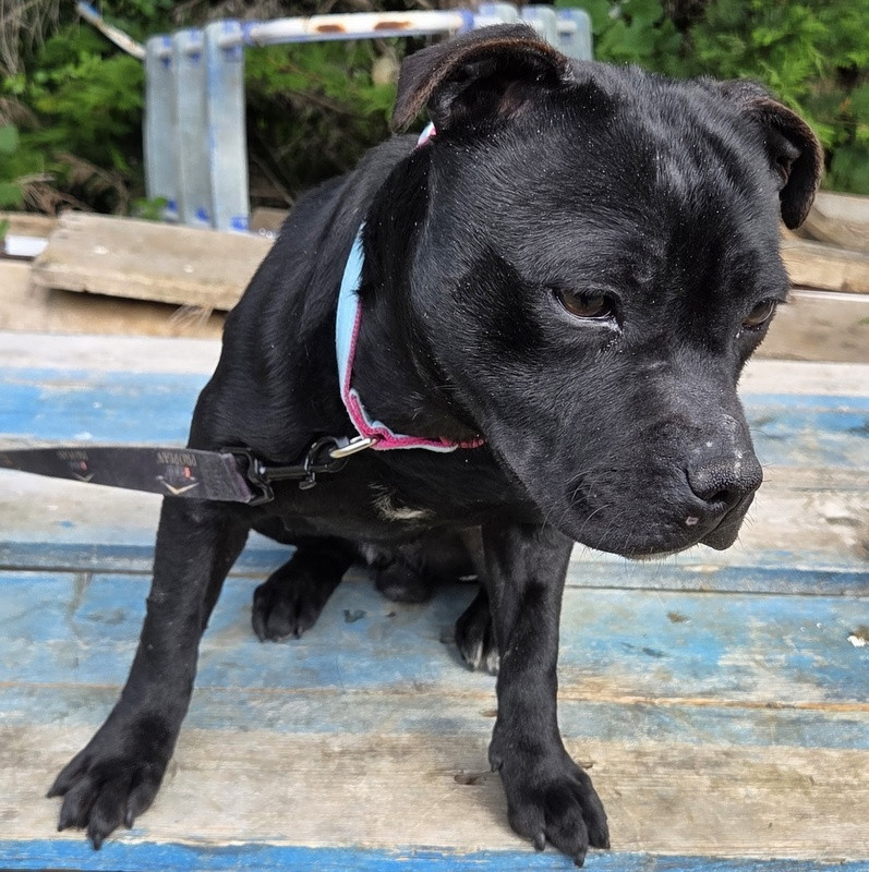 Valérie Zanasi - Chiots disponibles - Staffordshire Bull Terrier
