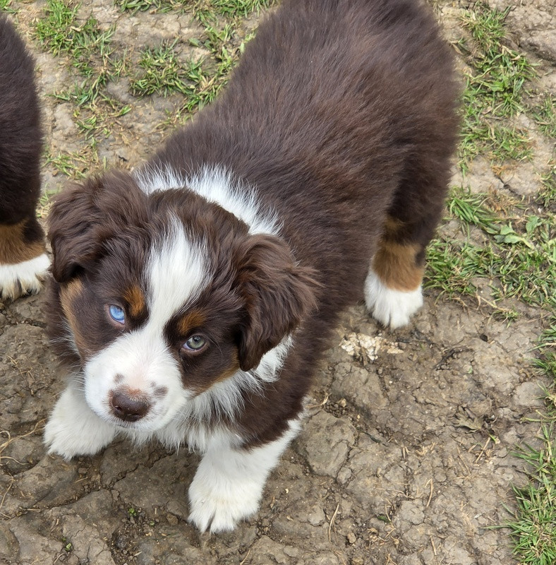 Valérie Zanasi - Chiots disponibles - Berger Américain Miniature 
