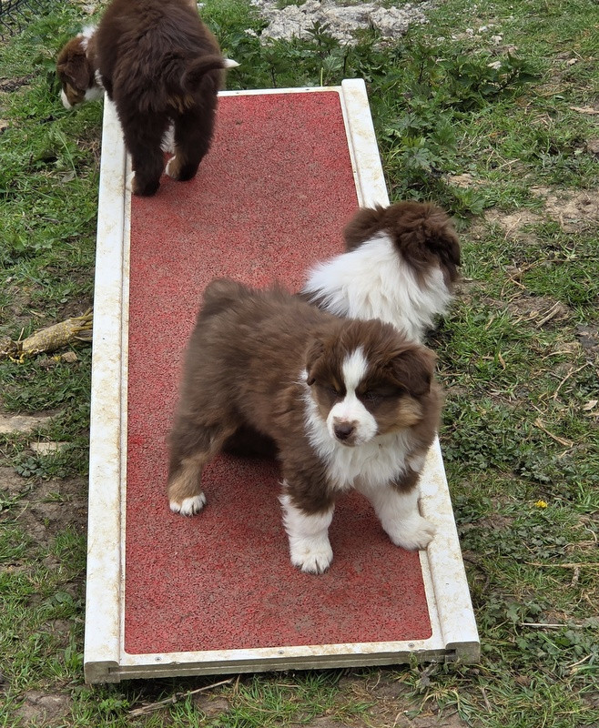 Valérie Zanasi - Chiots disponibles - Berger Américain Miniature 