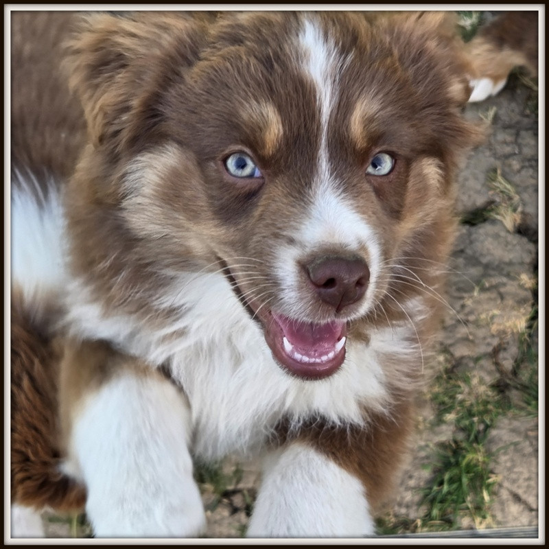 Valérie Zanasi - Chiots disponibles - Berger Américain Miniature 