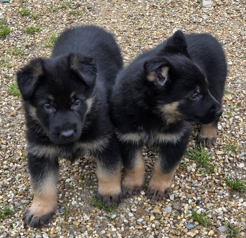 Chiot Berger Allemand Valérie Zanasi