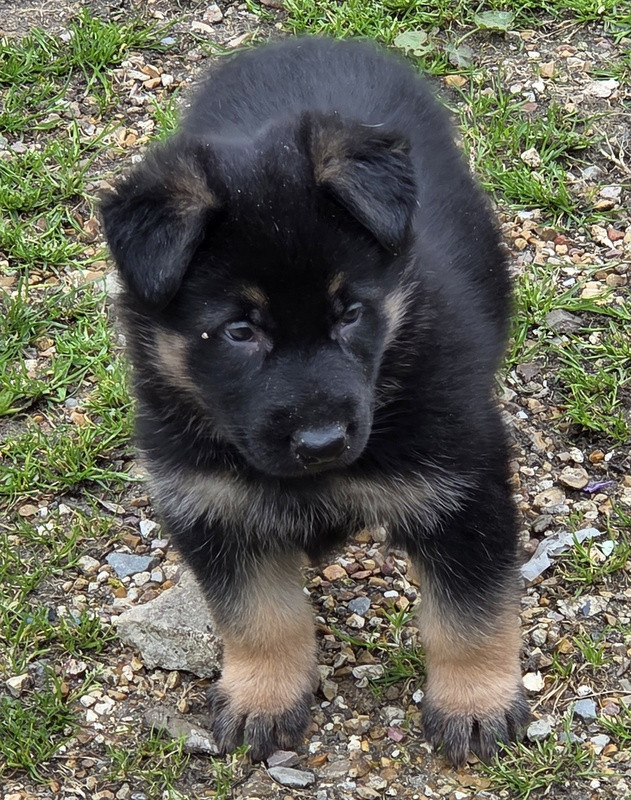 Valérie Zanasi - Chiots disponibles - Berger Allemand