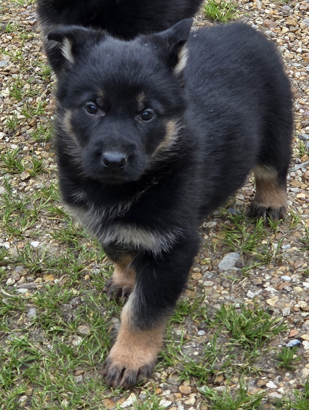 Valérie Zanasi - Chiots disponibles - Berger Allemand