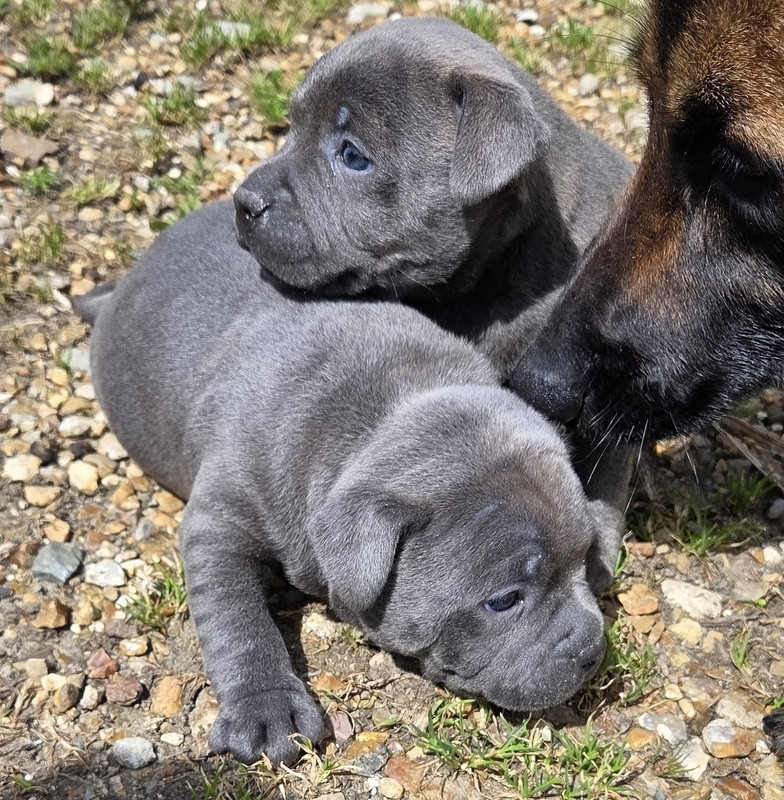 Chiot Staffordshire Bull Terrier Valérie Zanasi