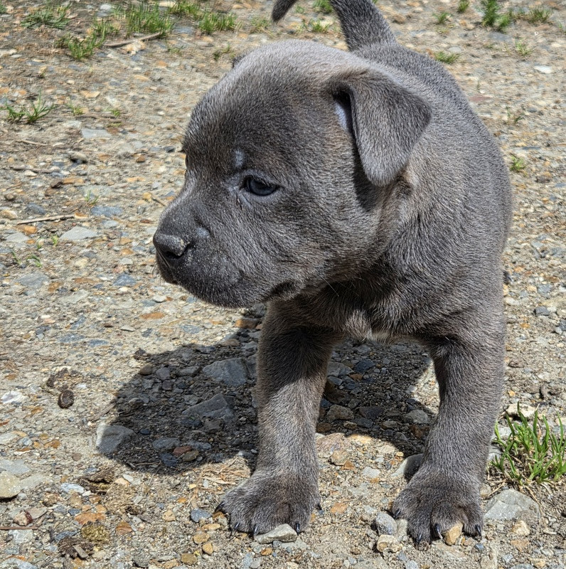 Valérie Zanasi - Chiots disponibles - Staffordshire Bull Terrier