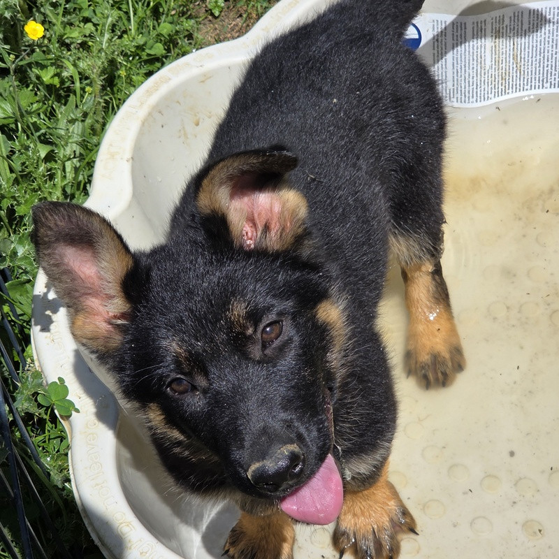Valérie Zanasi - Chiots disponibles - Berger Allemand
