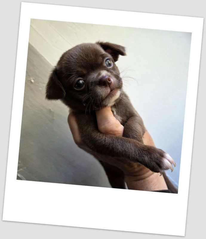 Chiot Chihuahua Valérie Zanasi
