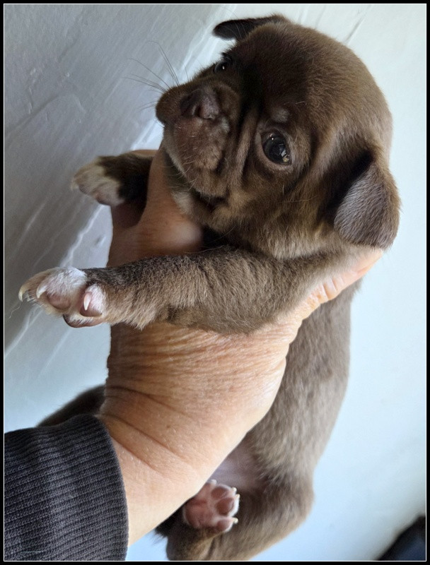 Valérie Zanasi - Chiots disponibles - Chihuahua