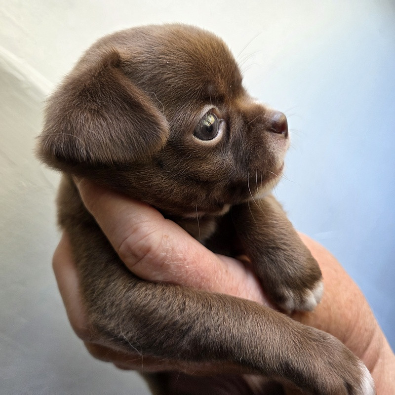 Valérie Zanasi - Chiots disponibles - Chihuahua