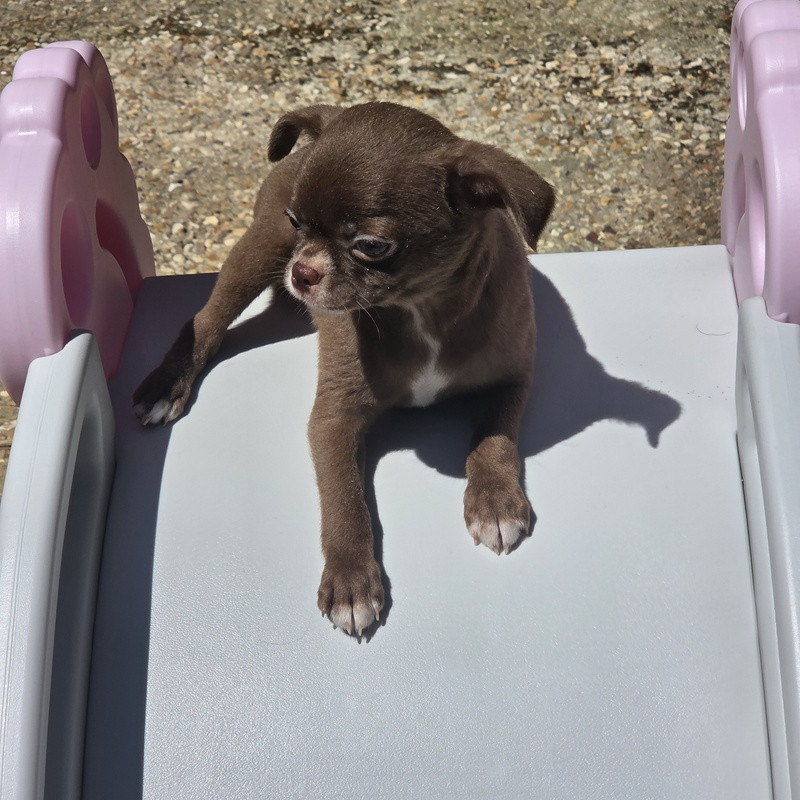 Valérie Zanasi - Chiots disponibles - Chihuahua