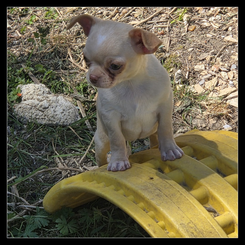 Valérie Zanasi - Chiots disponibles - Chihuahua