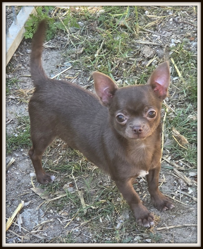 Valérie Zanasi - Chiots disponibles - Chihuahua