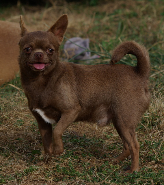 Valérie Zanasi - Chiots disponibles - Chihuahua
