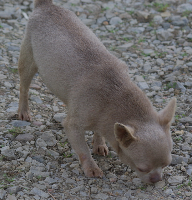 Valérie Zanasi - Chiots disponibles - Chihuahua