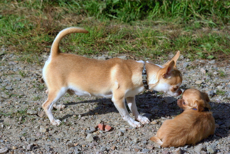 Valérie Zanasi - Chiots disponibles - Chihuahua
