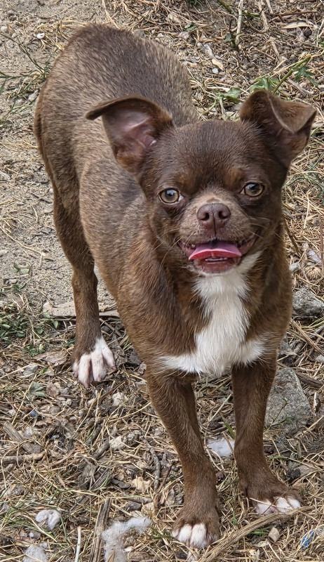 Valérie Zanasi - Chiots disponibles - Chihuahua
