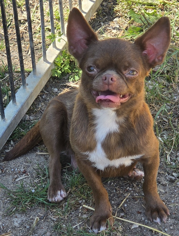 Valérie Zanasi - Chiots disponibles - Chihuahua