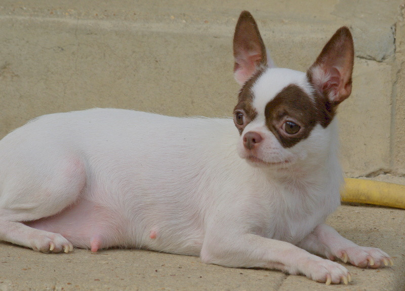 Valérie Zanasi - Chiots disponibles - Chihuahua