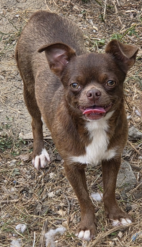 Chiot Chihuahua Valérie Zanasi