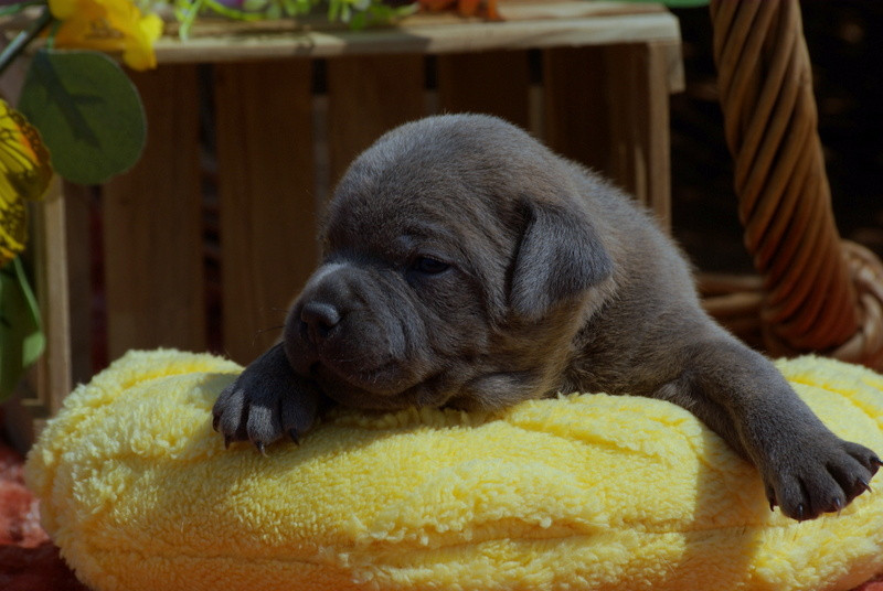 Valérie Zanasi - Chiots disponibles - Staffordshire Bull Terrier