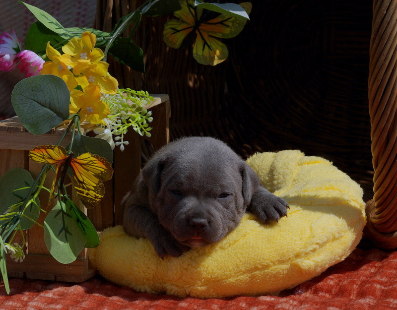 Valérie Zanasi - Chiots disponibles - Staffordshire Bull Terrier