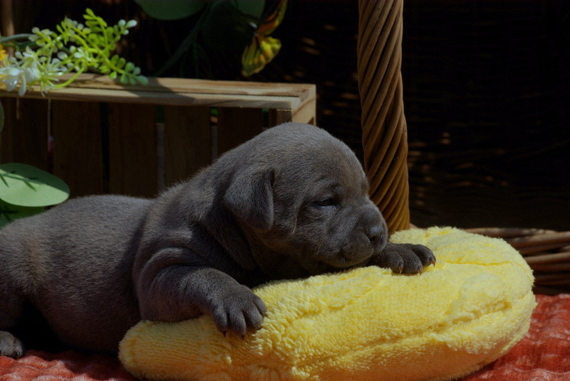 Valérie Zanasi - Chiots disponibles - Staffordshire Bull Terrier