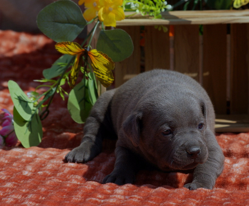 Valérie Zanasi - Chiots disponibles - Staffordshire Bull Terrier