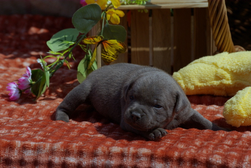 Valérie Zanasi - Chiots disponibles - Staffordshire Bull Terrier
