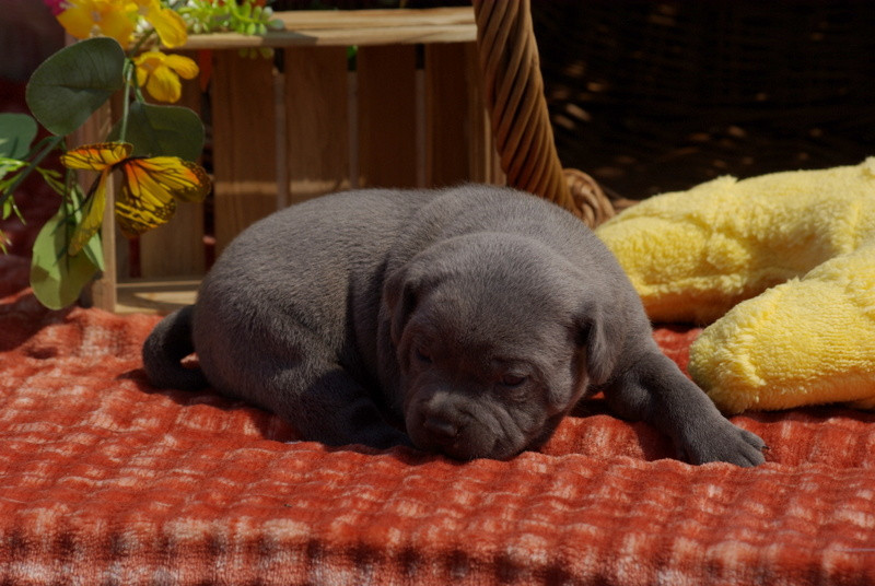 Valérie Zanasi - Chiots disponibles - Staffordshire Bull Terrier