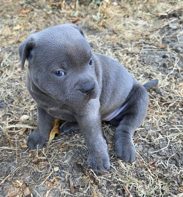 Valérie Zanasi - Chiots disponibles - Staffordshire Bull Terrier