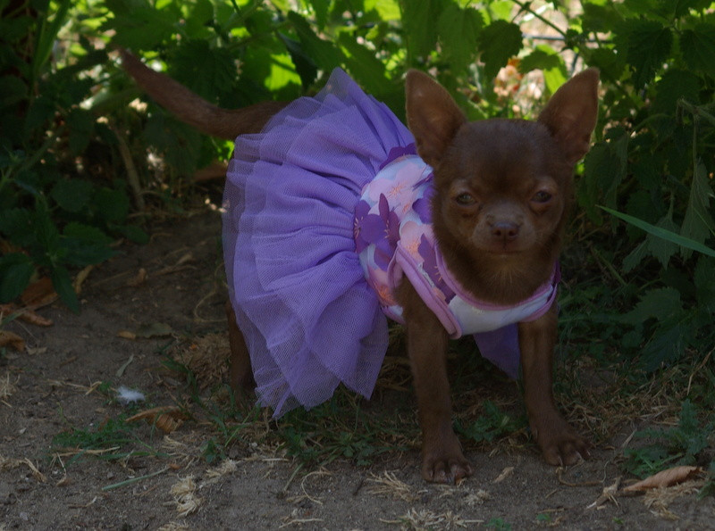 Chiot Chihuahua Valérie Zanasi