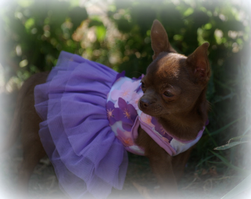 Valérie Zanasi - Chiots disponibles - Chihuahua