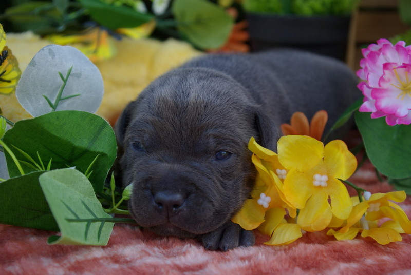 Valérie Zanasi - Chiots disponibles - Staffordshire Bull Terrier