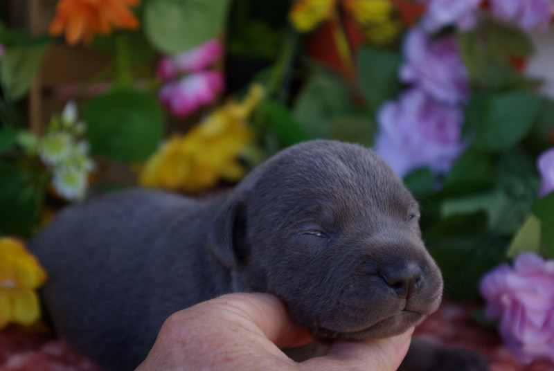 Valérie Zanasi - Chiots disponibles - Staffordshire Bull Terrier
